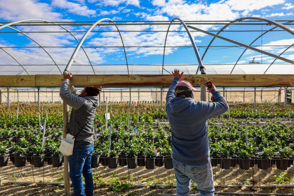 Florida Cold Damages Citrus Crop, Strains Power Supplies