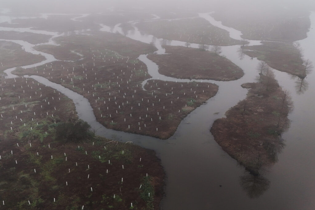 Tree-Planting in Louisiana Wetlands Aims to Rebuild Natural Barriers Tree-Planting in Louisiana Wetlands Aims to Rebuild Natural Barriers