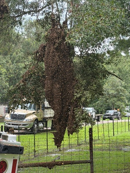 Millions of Honeybees Escape After Texas Semitrailer Crash Millions of Honeybees Escape After Texas Semitrailer Crash